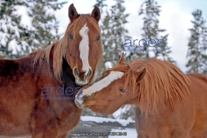 : Horse Chestnut Arabian two at winter pasture nuzzling : Horse Chestnut Arabian two at winter pasture nuzzling