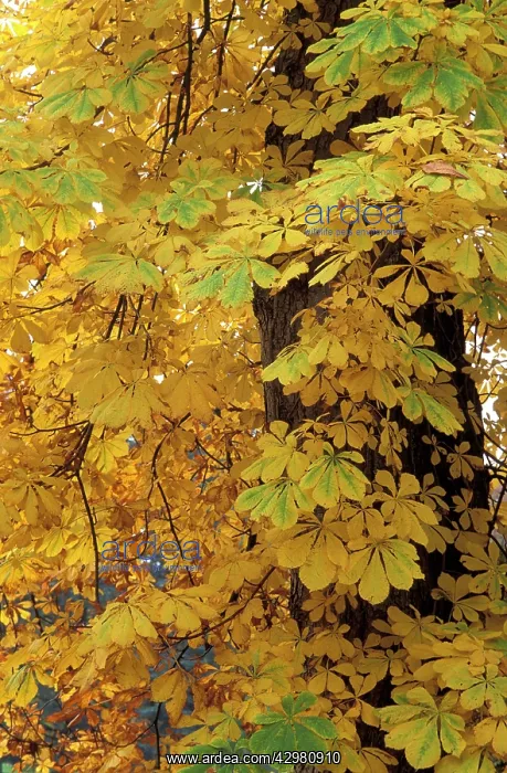 : Horse Chestnut - Autumn foliage : Horse Chestnut - Autumn foliage