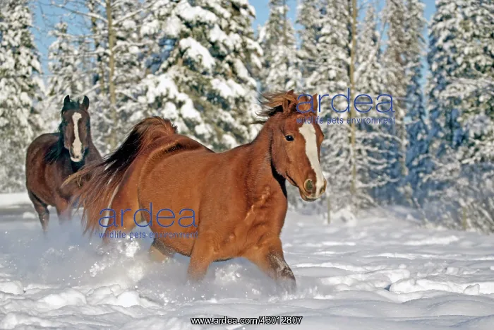 : Horse Chestnut and Bay Arabian dashing through fresh snow : Horse Chestnut and Bay Arabian dashing through fresh snow