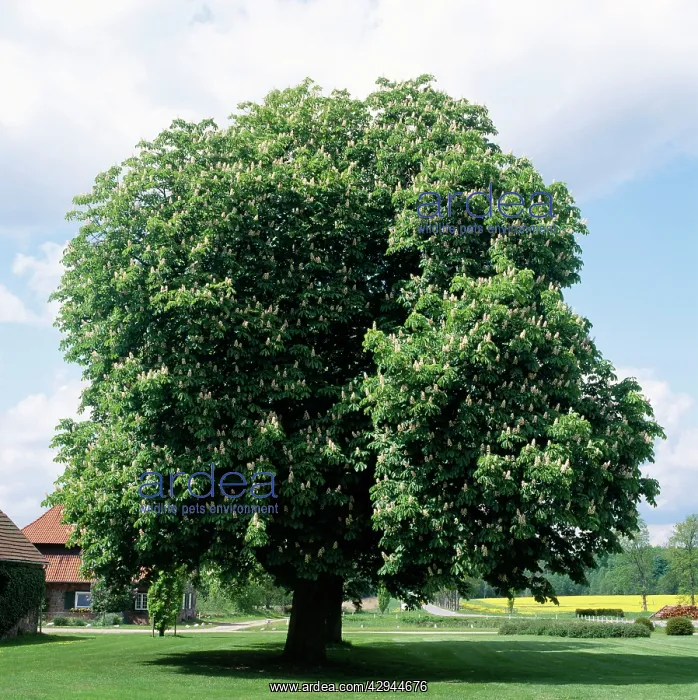 : Horse CHESTNUT - in blossom : Horse CHESTNUT - in blossom