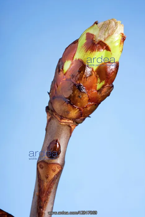  : Horse-chestnut bud