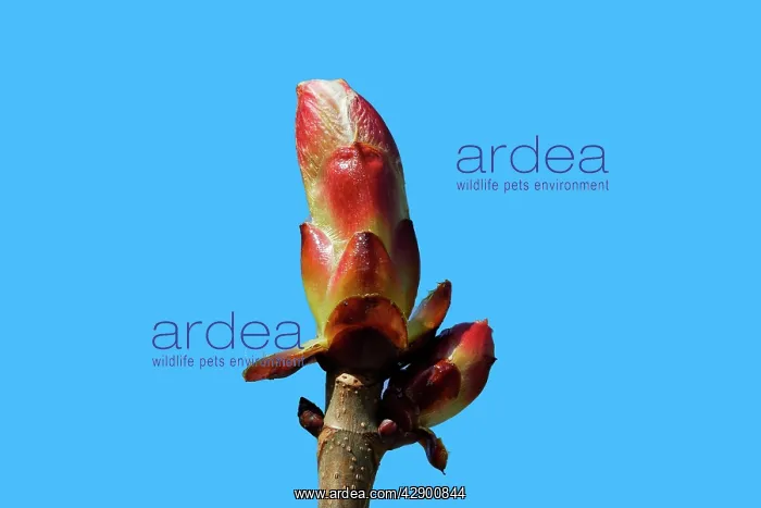: Horse chestnut - bud : Horse chestnut - bud