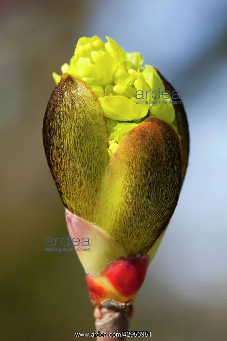 : Horse Chestnut - close-up of flower bud : Horse Chestnut - close-up of flower bud