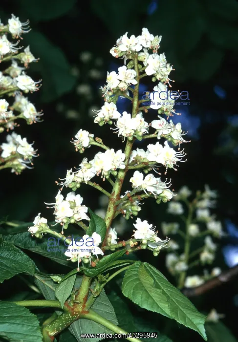 : HORSE CHESTNUT - close-up of flowers : HORSE CHESTNUT - close-up of flowers