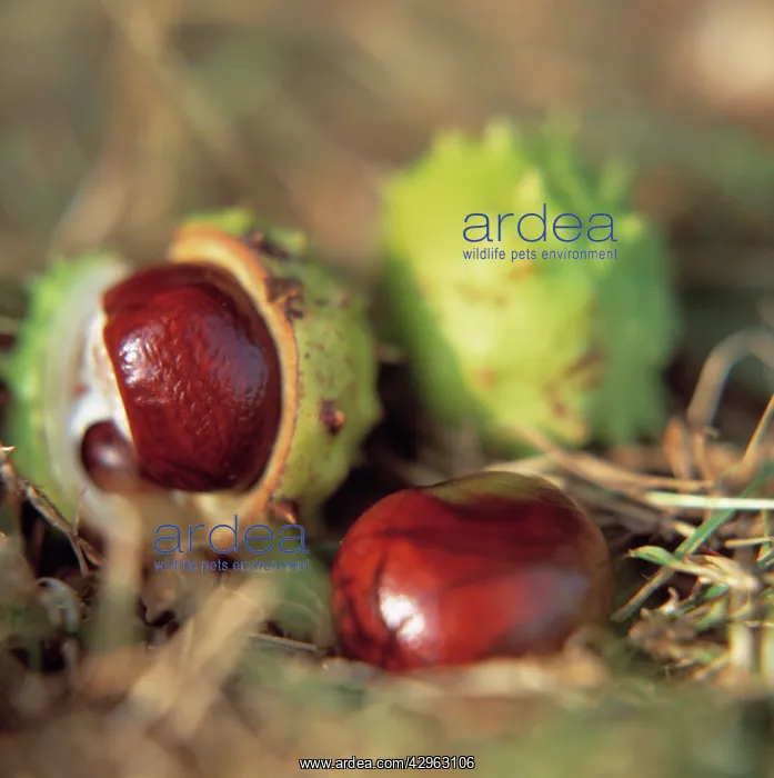 : Horse Chestnut, Conker : Horse Chestnut, Conker
