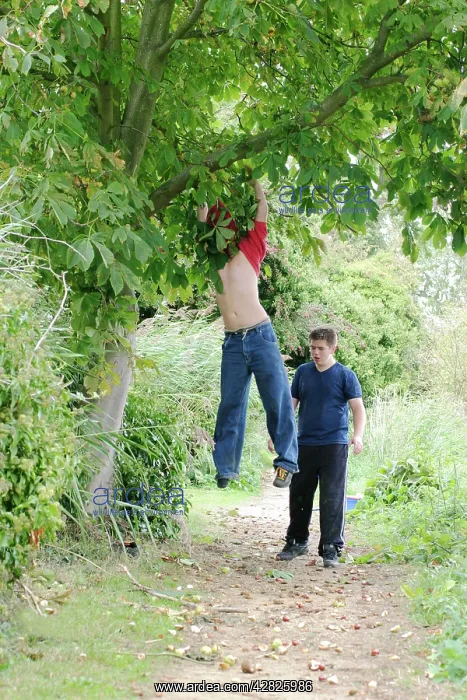: Horse Chestnut - Conkering - Boys climbing tree for conkers : Horse Chestnut - Conkering - Boys climbing tree for conkers