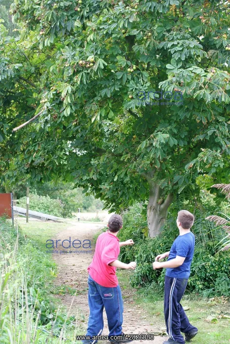: Horse Chestnut - Conkering - Boys throwing sticks : Horse Chestnut - Conkering - Boys throwing sticks