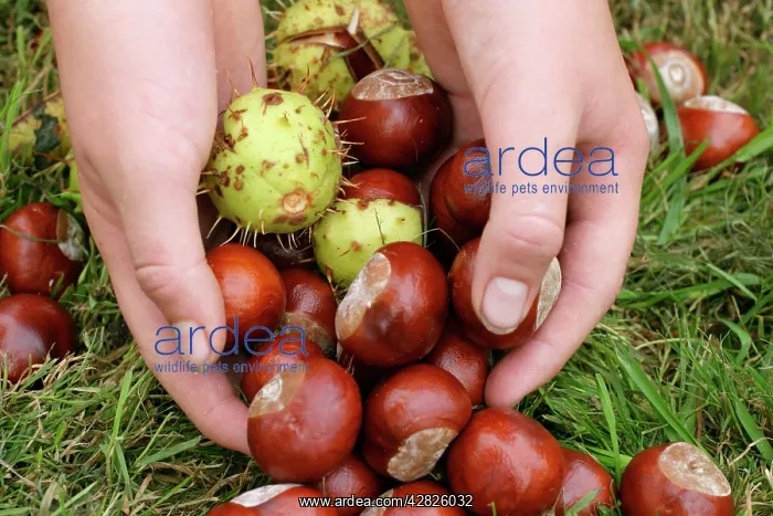 : Horse Chestnut - Conkering - Handful of conkers : Horse Chestnut - Conkering - Handful of conkers