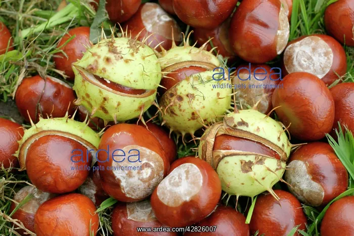 : Horse Chestnut - Conkers : Horse Chestnut - Conkers
