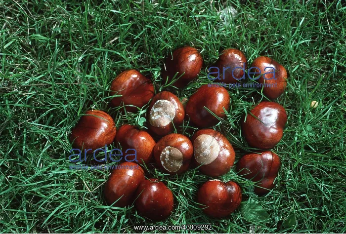 : HORSE CHESTNUT - conkers : HORSE CHESTNUT - conkers