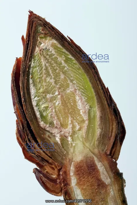 : Horse Chestnut - cross-section of a bud showing : Horse Chestnut - cross-section of a bud showing