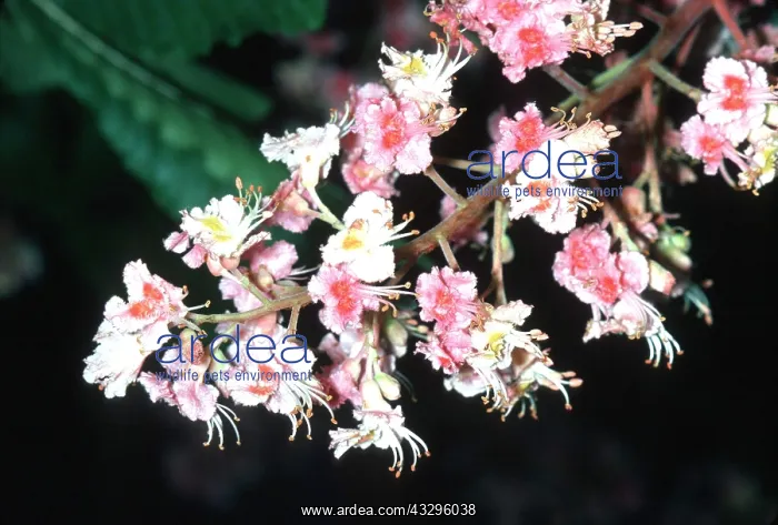 : Horse Chestnut - flowers : Horse Chestnut - flowers