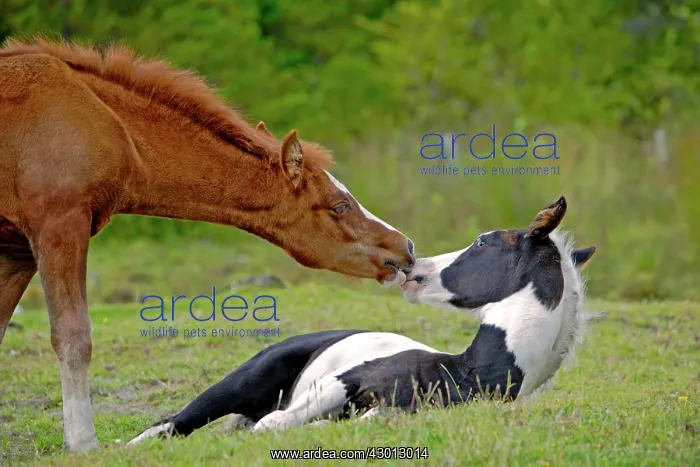 : Horse Chestnut foal with Black and White Pinto filly : Horse Chestnut foal with Black and White Pinto filly