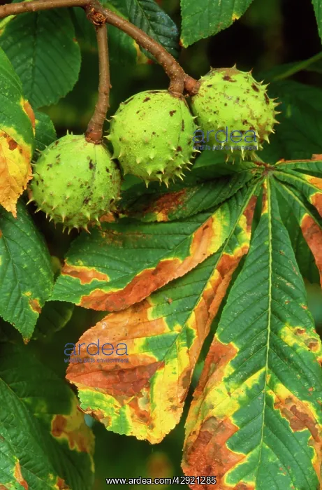 : Horse Chestnut - fruit & leaves : Horse Chestnut - fruit & leaves
