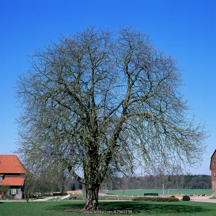 : Horse CHESTNUT - with gemmation : Horse CHESTNUT - with gemmation