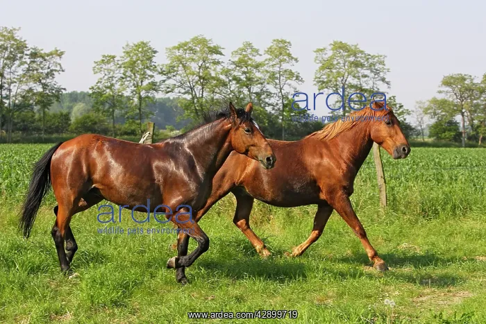 : Horse - two chestnut horses in field : Horse - two chestnut horses in field