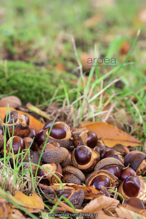 : Horse chestnut, Japanese horse chestnut, Aesculus : Horse chestnut, Japanese horse chestnut, Aesculus