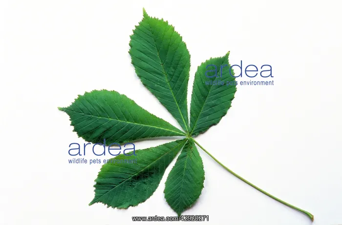 : Horse Chestnut Leaf : Horse Chestnut Leaf