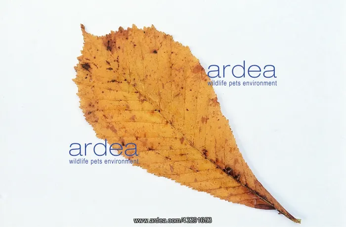 : HORSE CHESTNUT - leaf : HORSE CHESTNUT - leaf