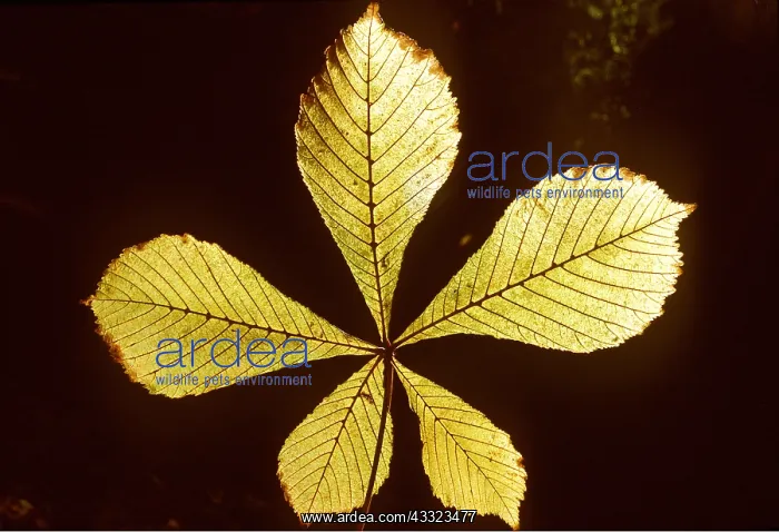 : HORSE CHESTNUT LEAF : HORSE CHESTNUT LEAF