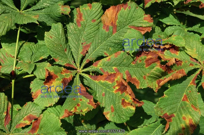 : Horse chestnut leaf blotch : Horse chestnut leaf blotch