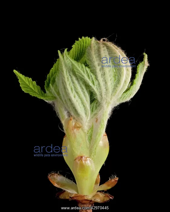 : Horse Chestnut - leaf bud opening in spring : Horse Chestnut - leaf bud opening in spring