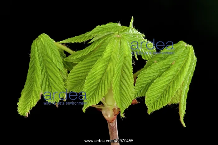 : Horse Chestnut - leaf bud opening in spring : Horse Chestnut - leaf bud opening in spring