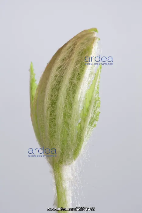 : Horse Chestnut - leaf development : Horse Chestnut - leaf development
