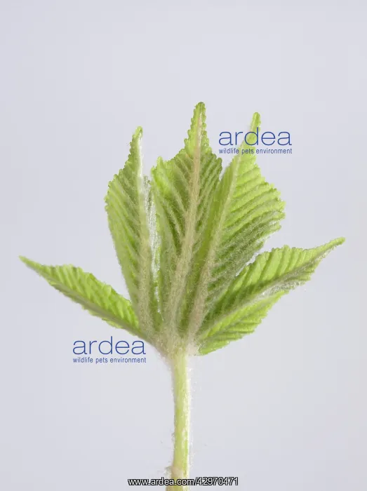 : Horse Chestnut - leaf development : Horse Chestnut - leaf development