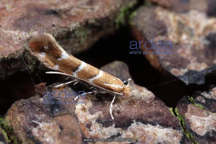 : Horse-chestnut Leaf Miner : Horse-chestnut Leaf Miner