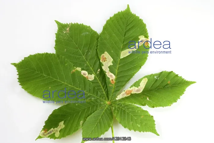 : Horse Chestnut Leaf - Miner Grub damage to leaf : Horse Chestnut Leaf - Miner Grub damage to leaf