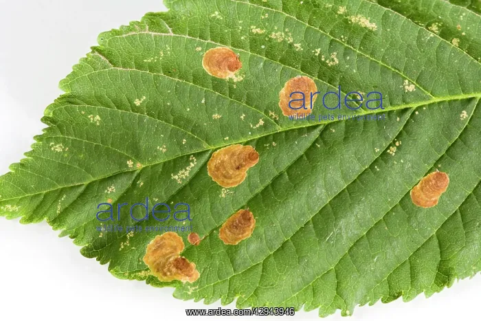 : Horse Chestnut Leaf - Miner Grub damage to leaf : Horse Chestnut Leaf - Miner Grub damage to leaf