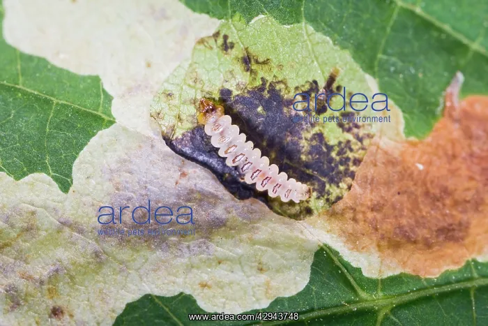: Horse chestnut leaf miner grub - exposed : Horse chestnut leaf miner grub - exposed
