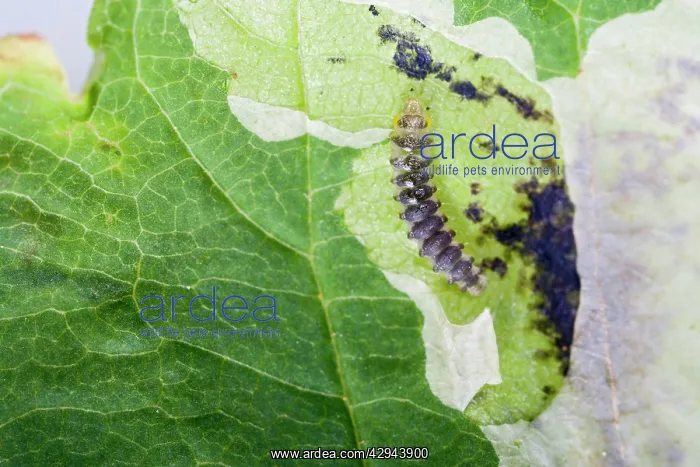 : Horse Chestnut Leaf - Miner Grub exposed : Horse Chestnut Leaf - Miner Grub exposed
