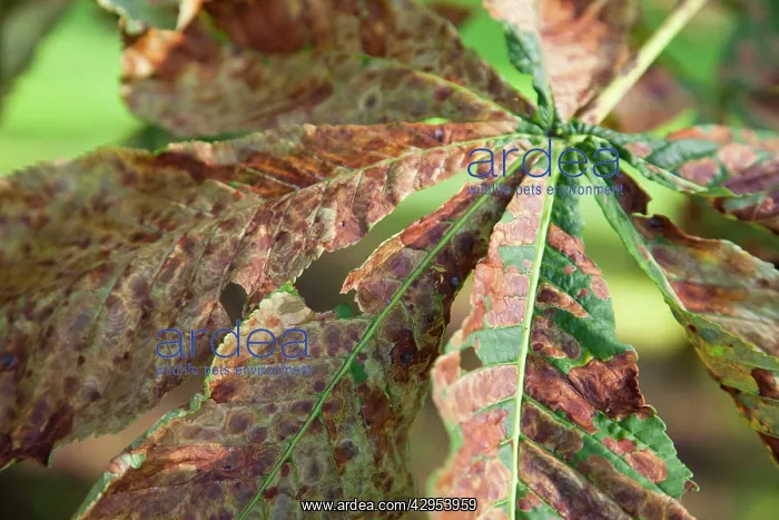 : Horse chestnut leaf miner moth - Horse Chestnut : Horse chestnut leaf miner moth - Horse Chestnut