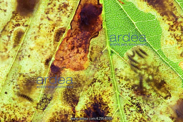: Horse Chestnut Leaf Miner Moth - showing larvae inside leaf : Horse Chestnut Leaf Miner Moth - showing larvae inside leaf