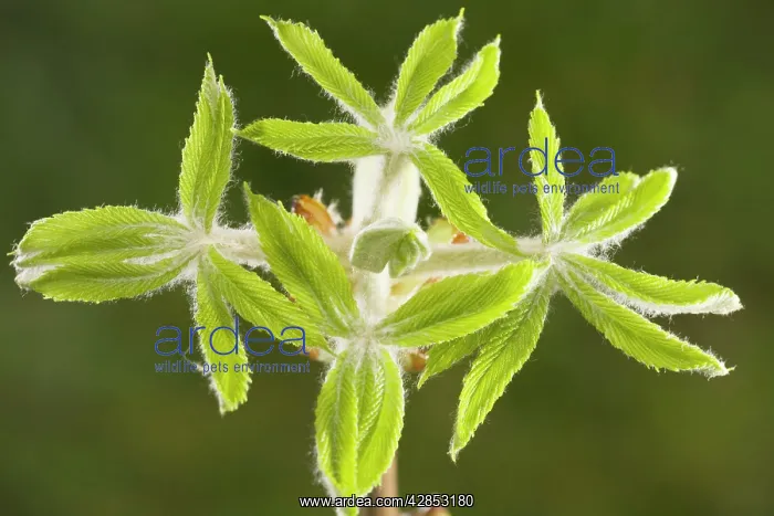  : Horse-chestnut - leaves emerging in spring