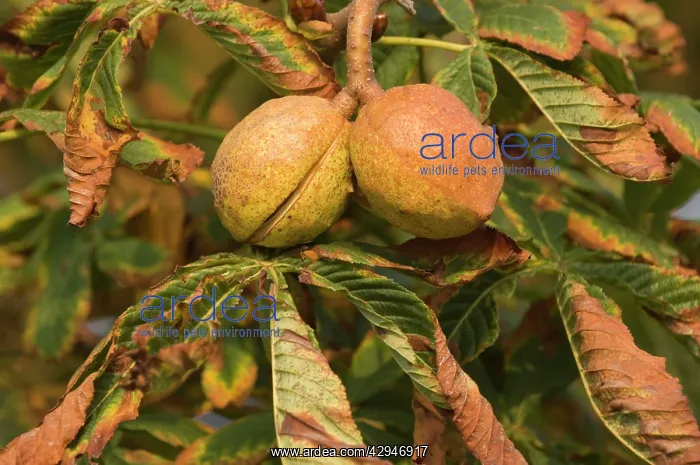 : Horse-chestnut - Nut, autumn : Horse-chestnut - Nut, autumn