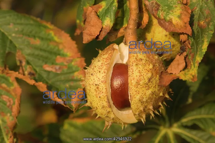 : Horse-chestnut - Nut, autumn : Horse-chestnut - Nut, autumn