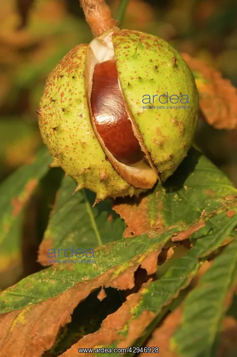 : Horse-chestnut - Nut, autumn : Horse-chestnut - Nut, autumn