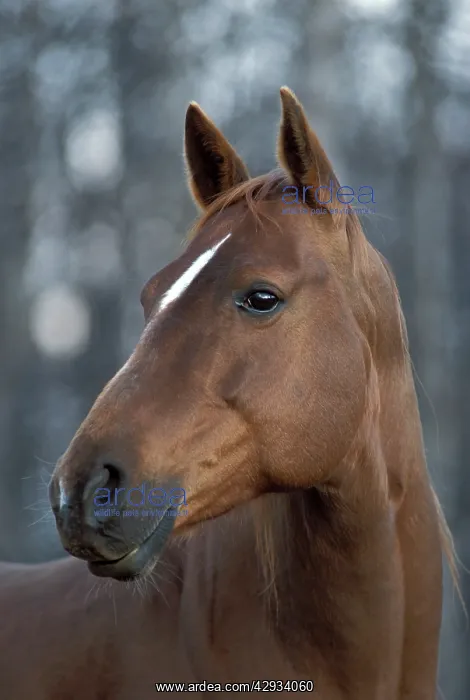 : Horse - Chestnut Quarterhorse Mare : Horse - Chestnut Quarterhorse Mare