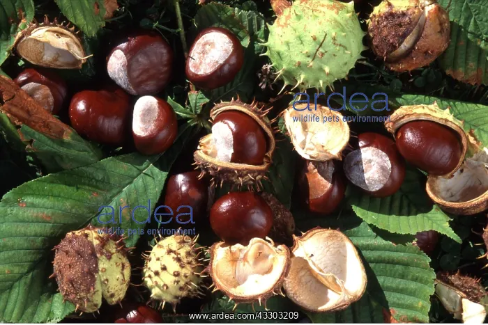 : Horse Chestnut - ripe fallen conkers in seed cases : Horse Chestnut - ripe fallen conkers in seed cases