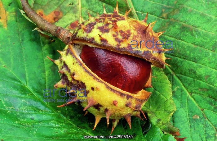 : Horse CHESTNUT - Single chestnut in spiky sheath : Horse CHESTNUT - Single chestnut in spiky sheath