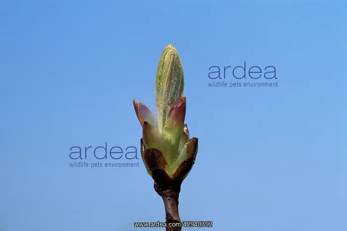 : Horse Chestnut - step of the opening of the bud : Horse Chestnut - step of the opening of the bud