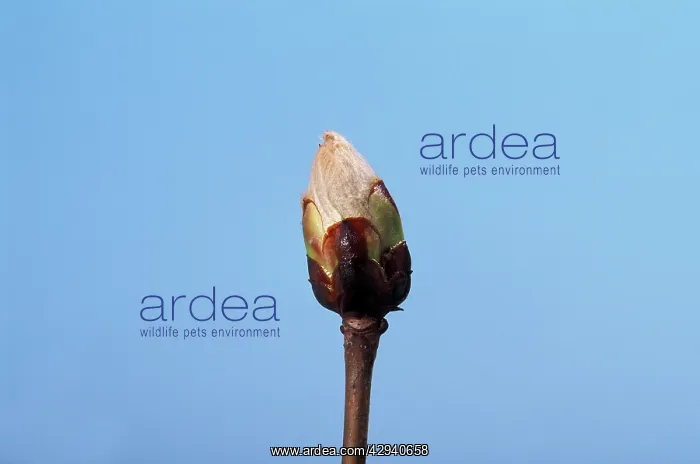 : Horse Chestnut - step of the opening of the bud : Horse Chestnut - step of the opening of the bud