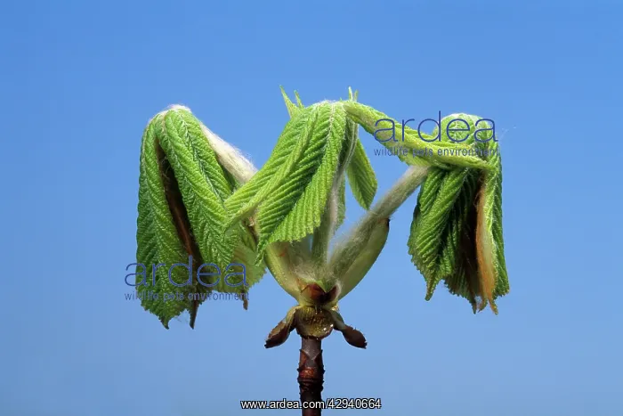 : Horse Chestnut - step of the opening of the bud : Horse Chestnut - step of the opening of the bud