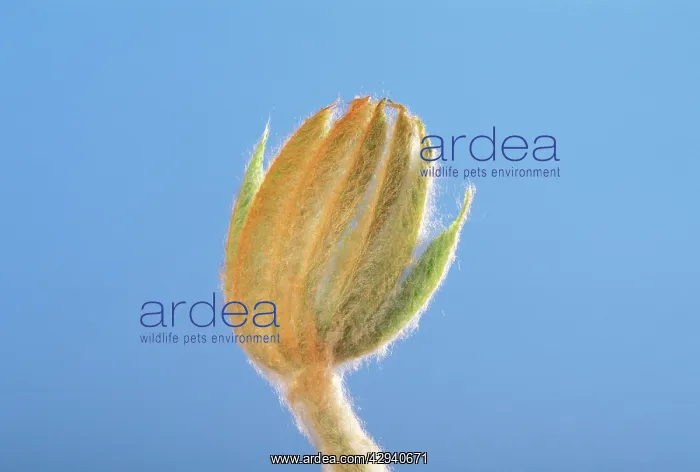: Horse Chestnut - step of the opening of the bud : Horse Chestnut - step of the opening of the bud