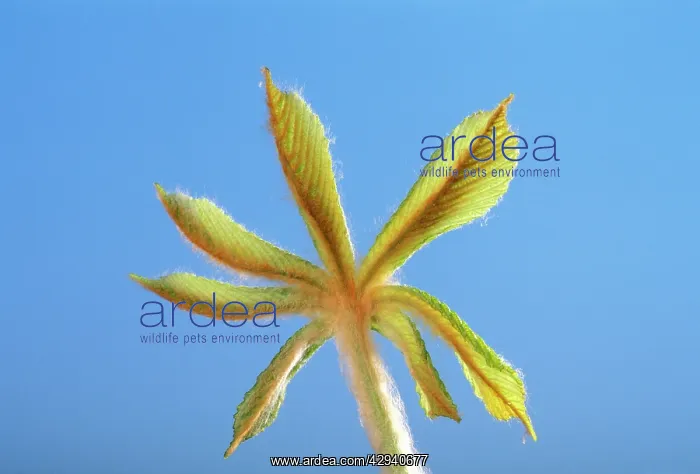 : Horse Chestnut - step of the opening of the bud : Horse Chestnut - step of the opening of the bud
