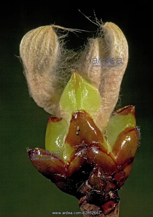 : Horse Chestnut - Sticky buds opening in spring : Horse Chestnut - Sticky buds opening in spring