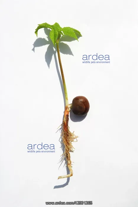 : Horse Chestnut - studio image showing new plant : Horse Chestnut - studio image showing new plant